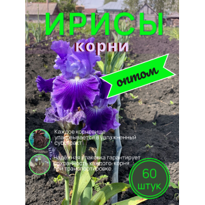 Ирисы / ОПТ 60 штук