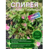 Спирея розовая / опт 150 штук