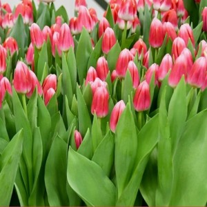 Тюльпан Циркуит (Circuit)