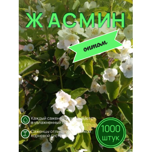 Жасмин / саженцы оптом 1000 шт
